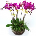 cach-tang-hoa-ngay-tet-500x375